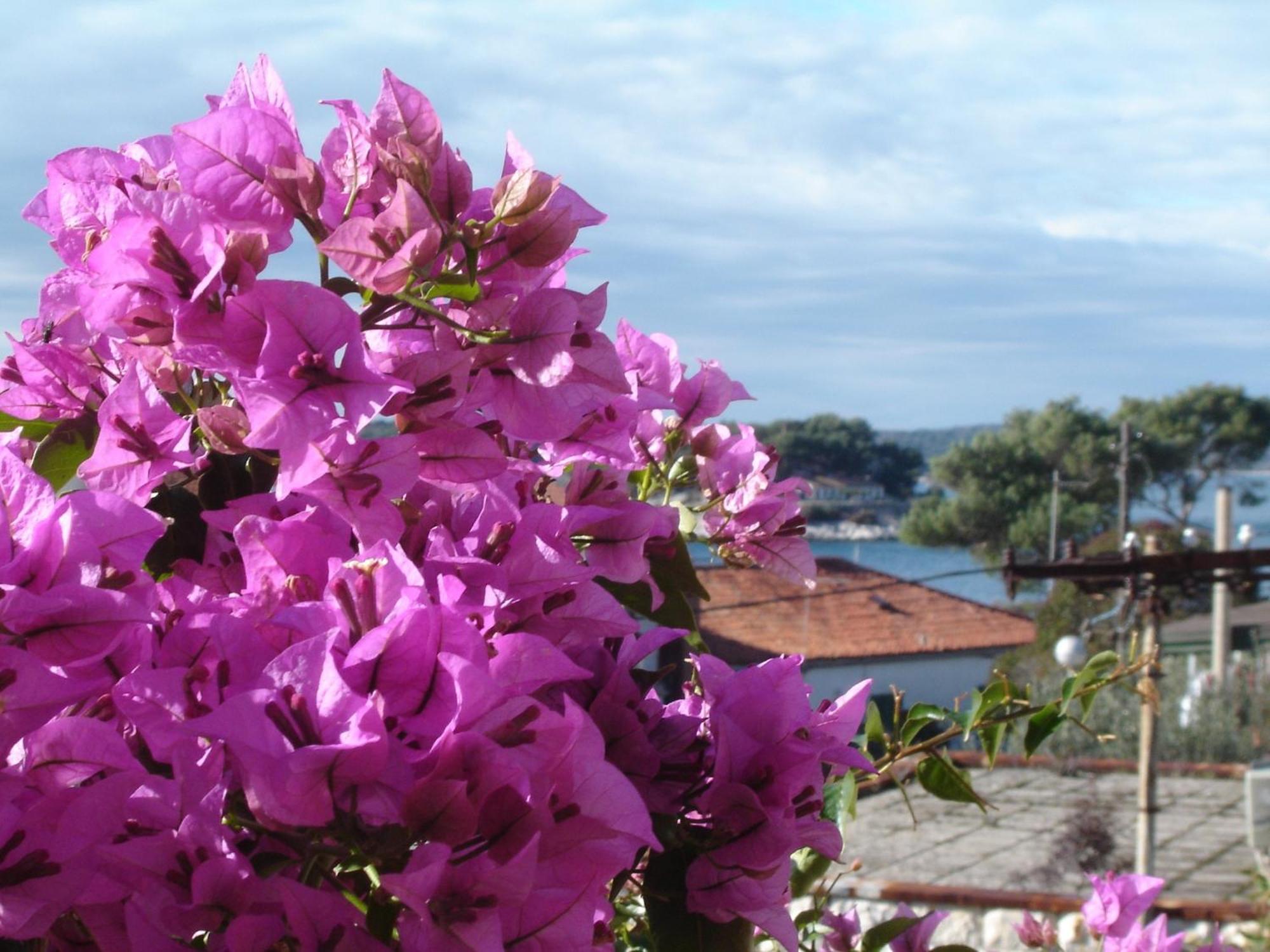 Apartment Luna Hvar Town